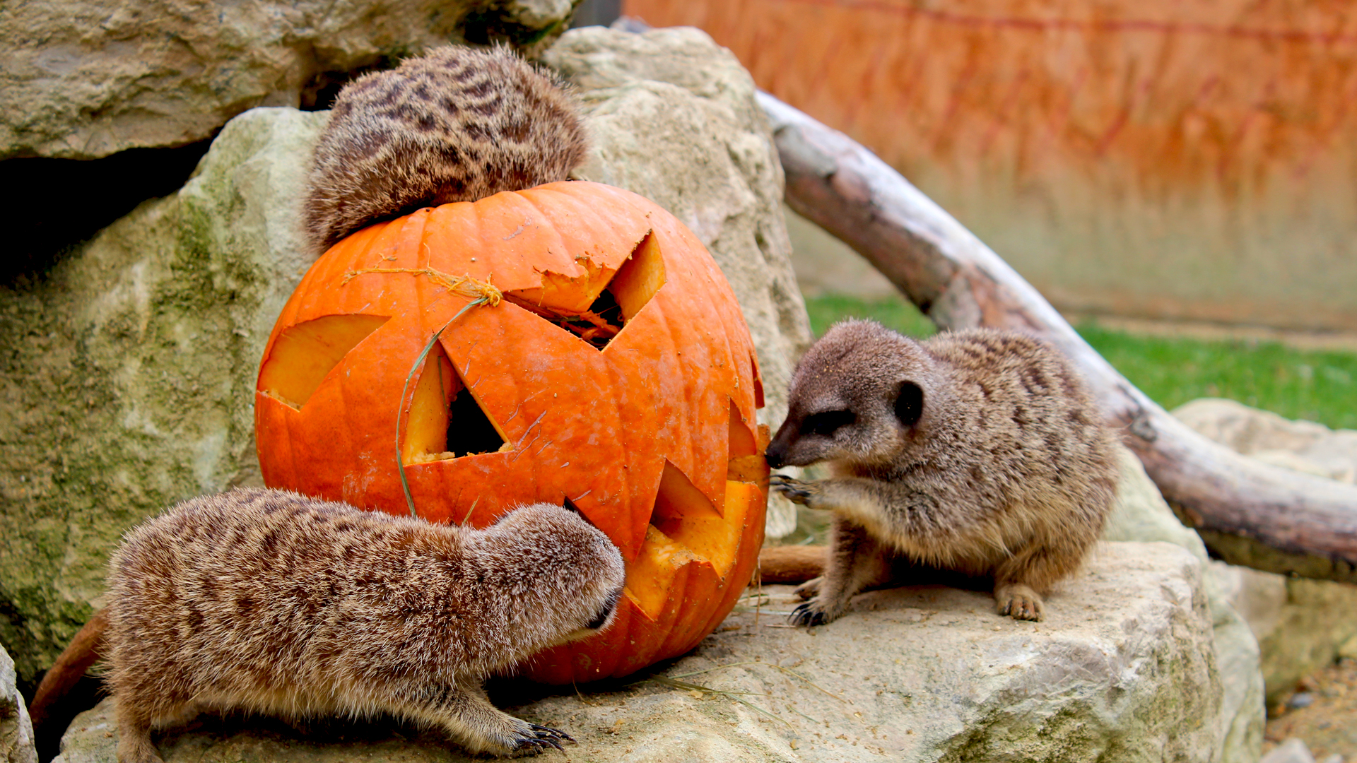 Venez fêter Halloween à Planète Sauvage 